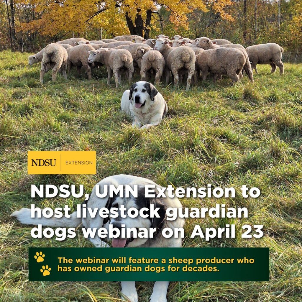 NDSU, UMN webinar- livestock guardian dogs